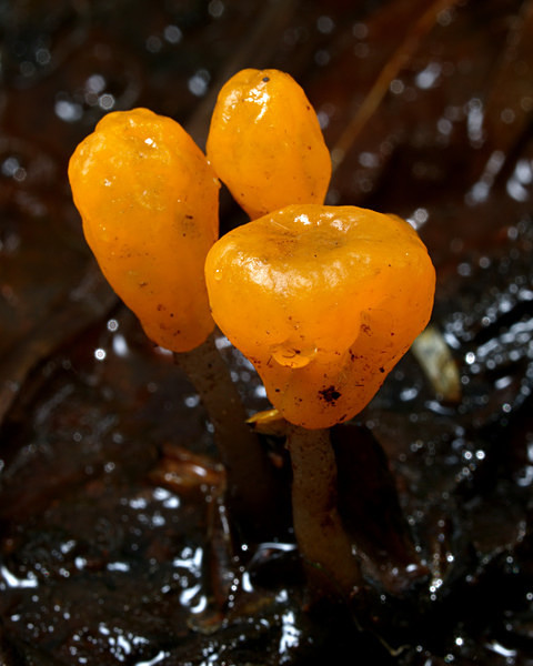 Bog Beacon fungus, photographed by Roger Butterfield.