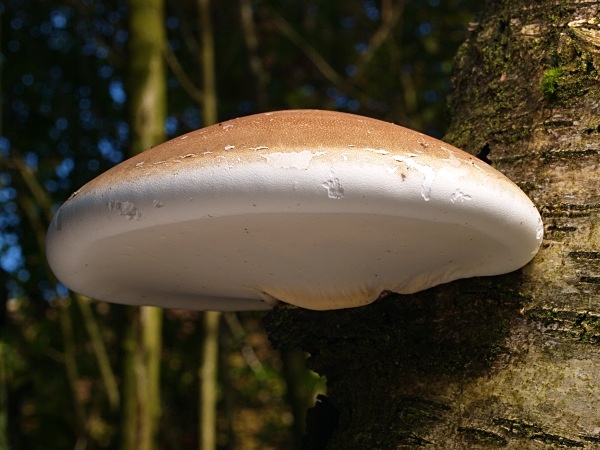 Birch Polypore fungus, photographed by Roger Butterfield.