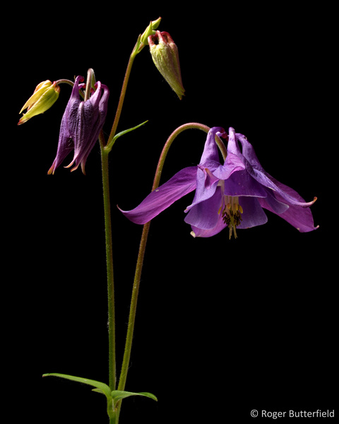 Aquilegia photographed by Roger Butterfield