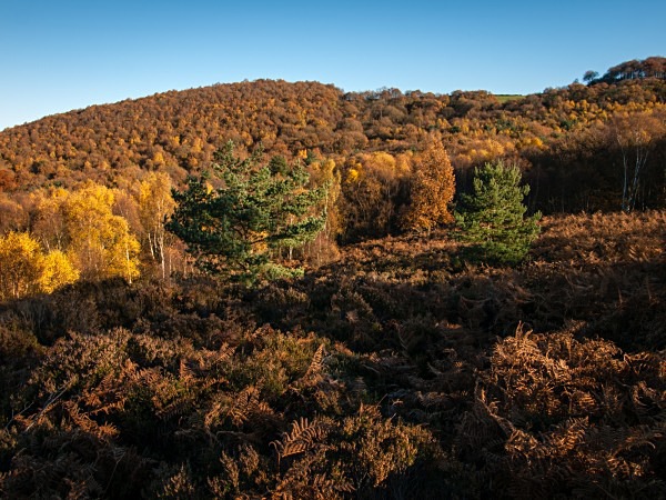Wharncliffe Heath Nature Reserve, photographed by Roger Butterfield.