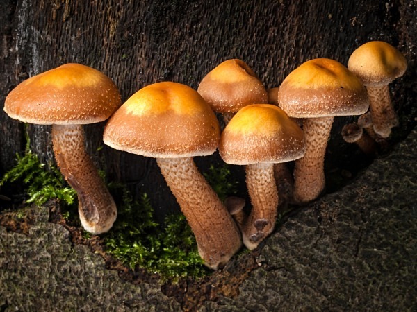 'Sheathed Woodtuft' mushrooms, photographed by Roger Butterfield.
