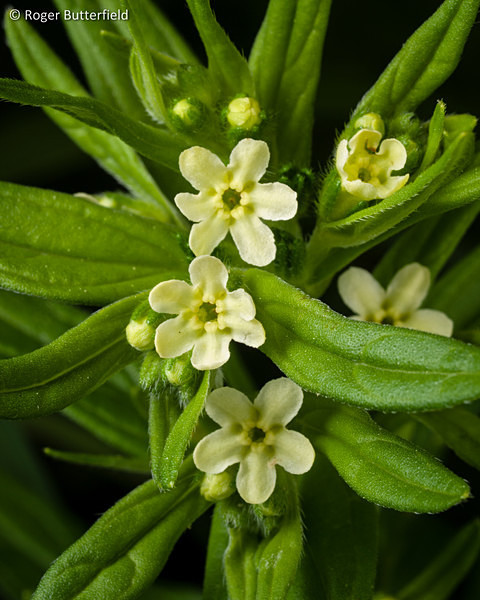 Common Gromwell photographed by Roger Butterfield