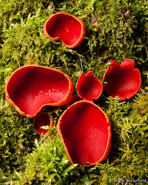 Elfcup fungi, photographed by Roger Butterfield.