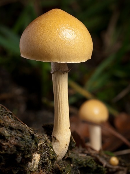 'Dung Roundhead' mushrooms, photographed by Roger Butterfield.