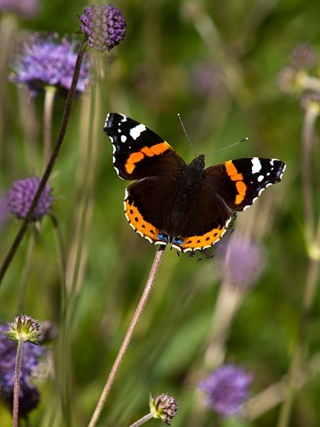 Red Admiral butterfly photographed by Roger Butterfield
