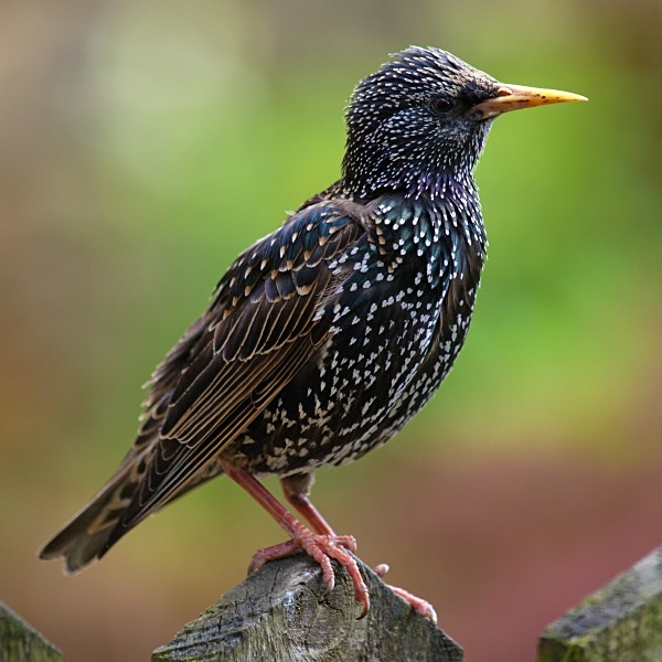 Starling photographed by Roger Butterfield