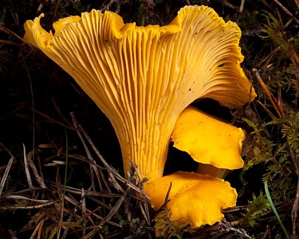 'Chanterelle' mushroom, photographed by Roger Butterfield.