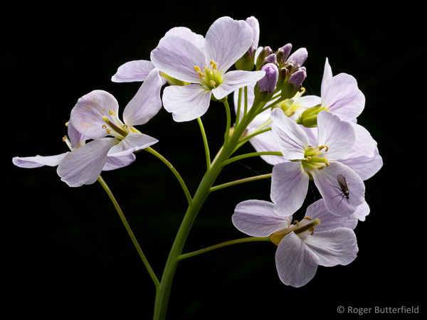 Cuckooflower photographed by Roger Butterfield