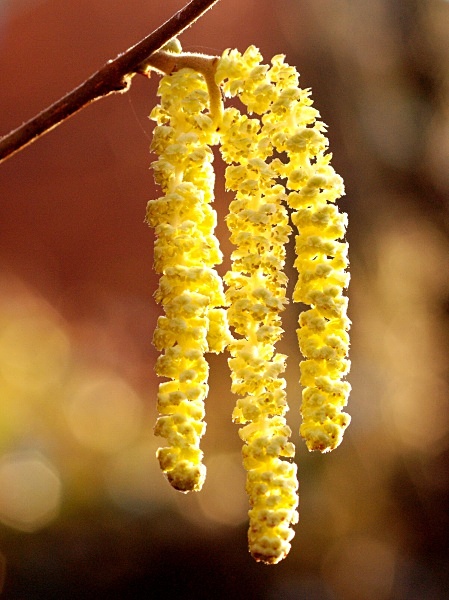 Hazel Catkins - Spring