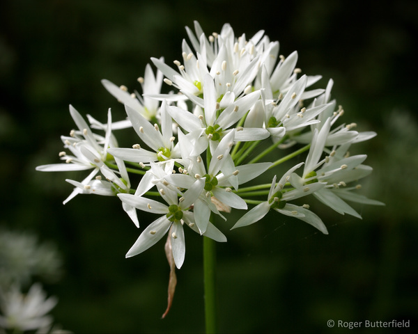 Ramsons photographed by Roger Butterfield