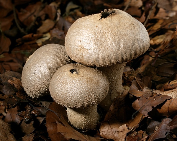 Common Puffball fungi, photographed by Roger Butterfield.