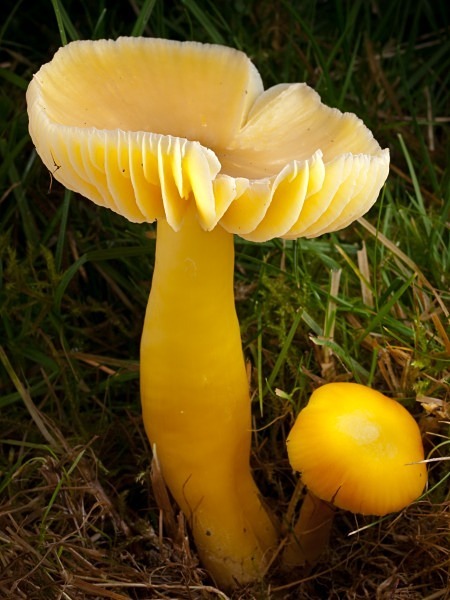 'Golden Waxcap' mushroom, photographed by Roger Butterfield.