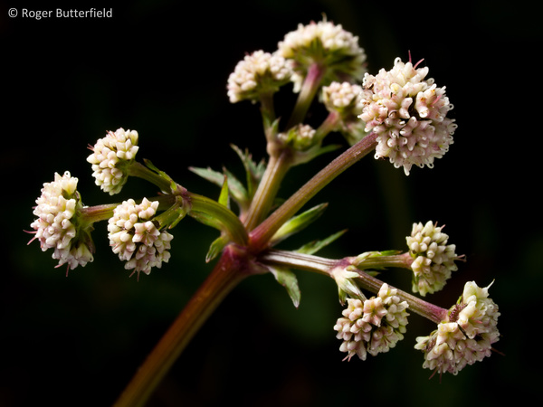 Sanicle photographed by Roger Butterfield