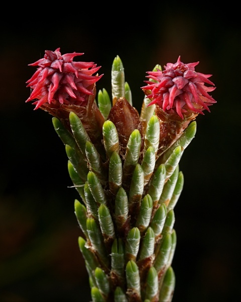 Pine flowers (female) photographed by Roger Butterfield