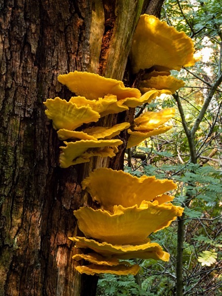 'Chicken of the Woods' fungi, photographed by Roger Butterfield.