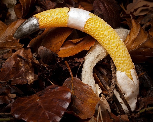 'Dog Stinkhorn' fungus, photographed by Roger Butterfield.