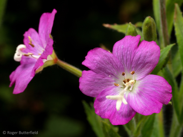 Great Willowherb photographed by Roger Butterfield