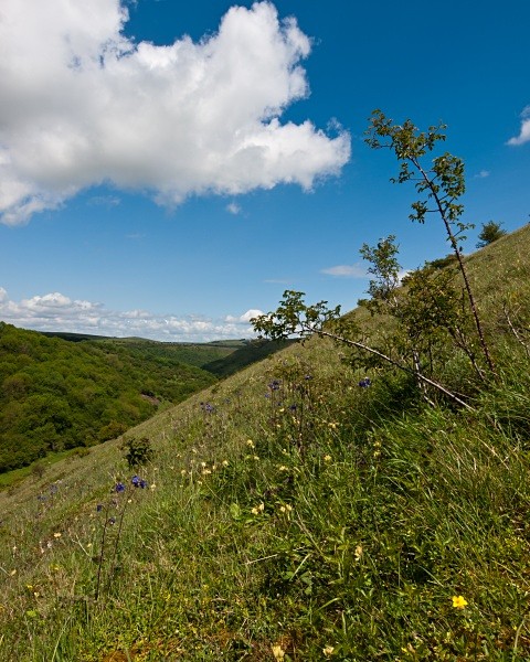 Deep Dale #07 - Deep Dale Nature Reserve