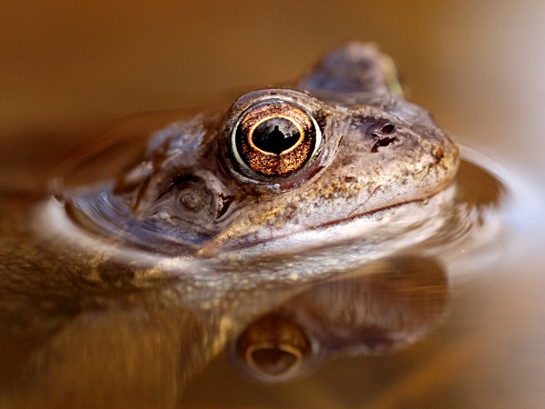 Common Frog photographed by Roger Butterfield