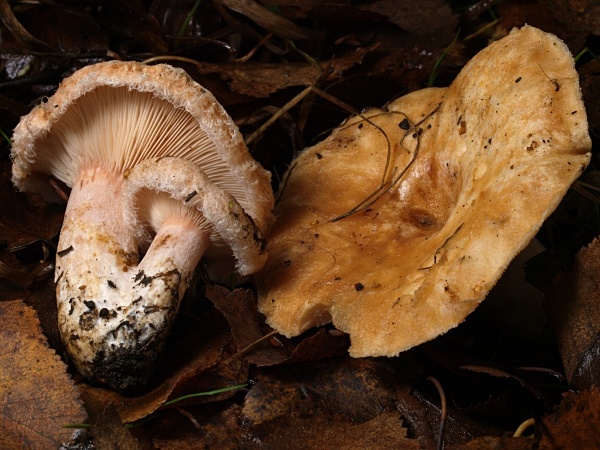 'Bearded Milkcap' mushrooms, photographed by Roger Butterfield.