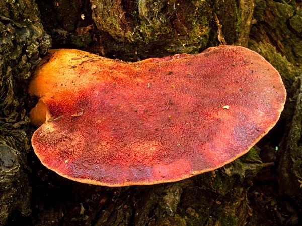 'Beefsteak Fungus', photographed by Roger Butterfield.