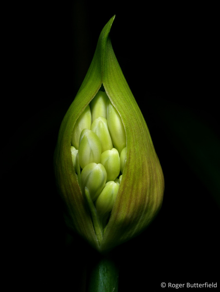 Agapanthus bud photographed by Roger Butterfield
