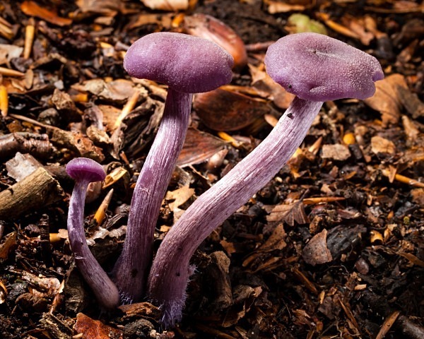'Amethyst Deceiver' mushrooms, photographed by Roger Butterfield.