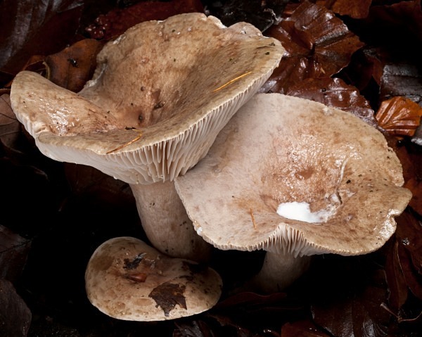 'Beech Milkcap' mushrooms, photographed by Roger Butterfield.