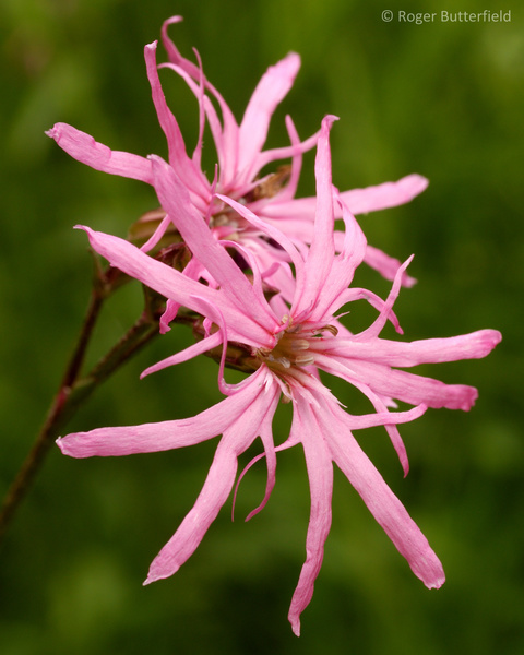 Ragged-Robin photographed by Roger Butterfield