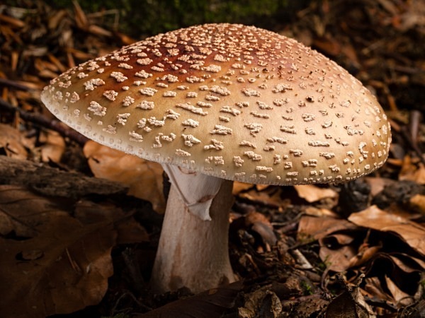 Blusher mushroom, photographed by Roger Butterfield.