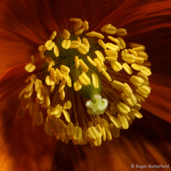 Welsh Poppy photographed by Roger Butterfield