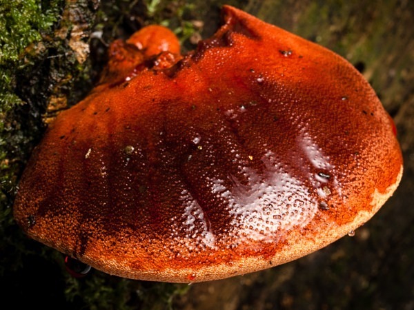 'Beefsteak Fungus', photographed by Roger Butterfield.
