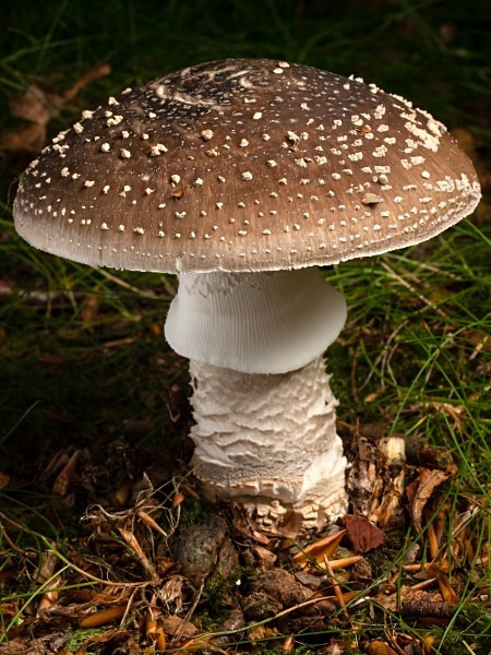 'Grey Spotted Amanita' mushroom, photographed by Roger Butterfield.