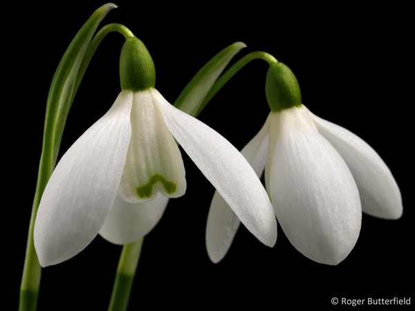 Snowdrop photographed by Roger Butterfield