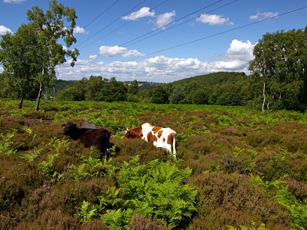 Wharncliffe Heath Nature Reserve, photographed by Roger Butterfield.