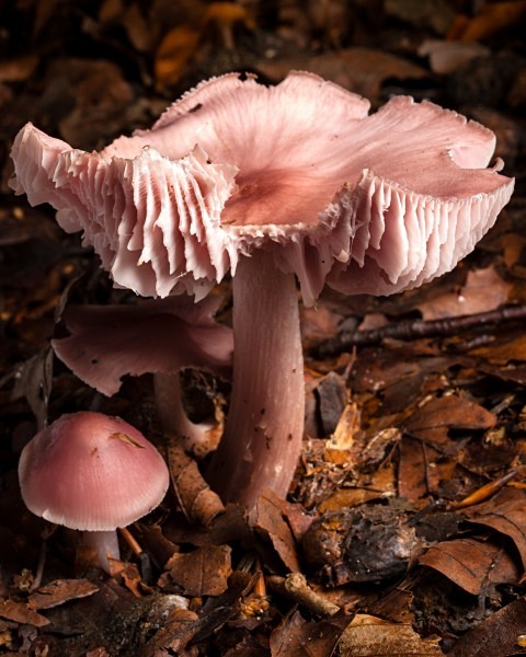 'Lilac Bonnet' mushrooms, photographed by Roger Butterfield.