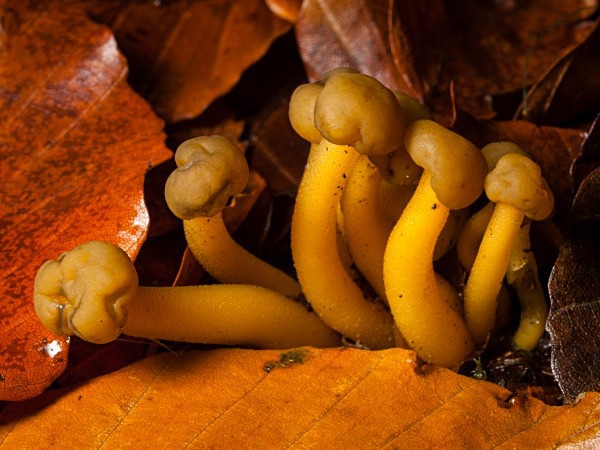 Jellybaby mushrooms, photographed by Roger Butterfield.