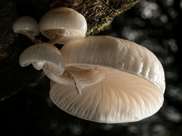 Porcelain Fungus mushrooms, photographed by Roger Butterfield.