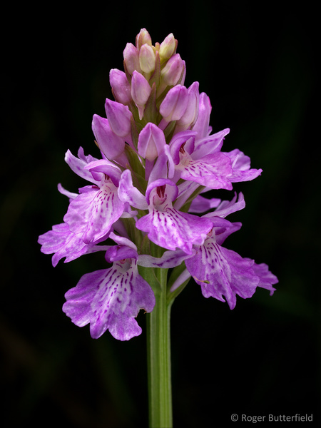 Heath Spotted-orchid photographed by Roger Butterfield