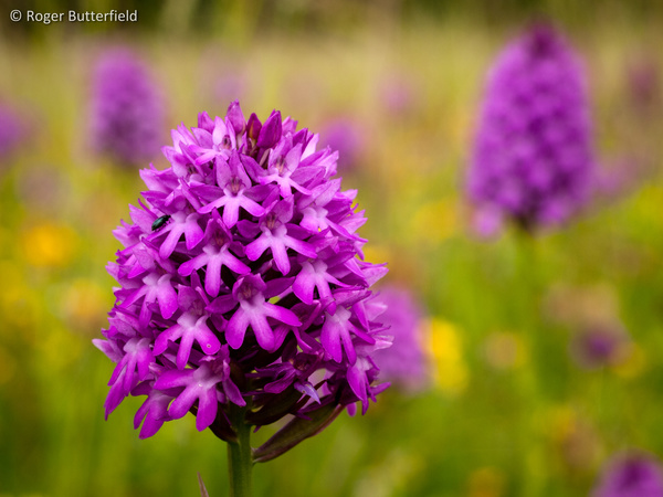 Pyramidal Orchid photographed by Roger Butterfield