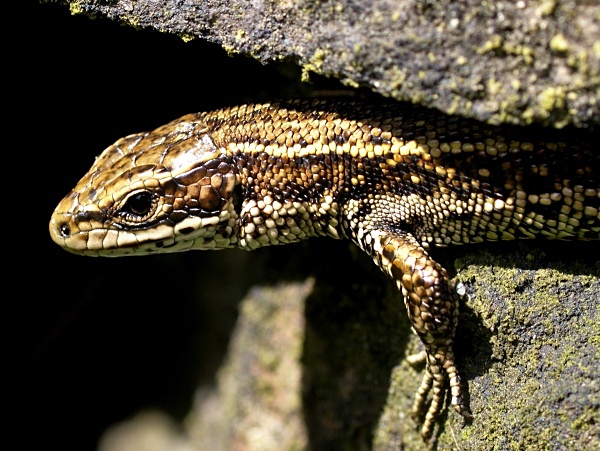 Viviparous Lizard (03) - Amphibians & Reptiles