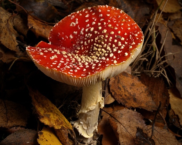 Fly Agaric mushroom, photographed by Roger Butterfield.