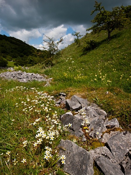Deep Dale #04 - Deep Dale Nature Reserve