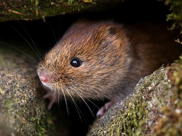 Bank Vole photographed by Roger Butterfield
