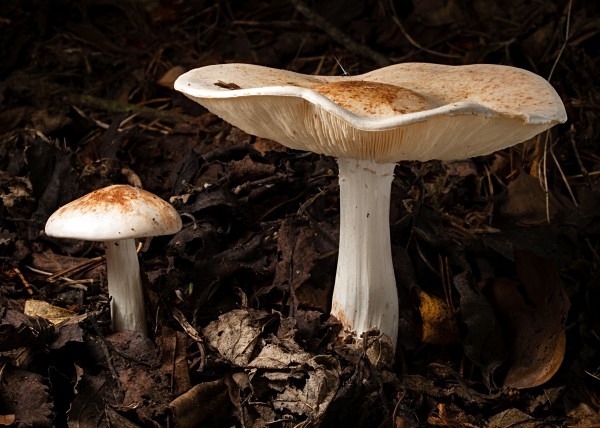Spotted Toughshank mushrooms, photographed by Roger Butterfield.