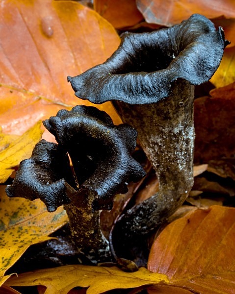 'Horn of Plenty' fungus, photographed by Roger Butterfield.