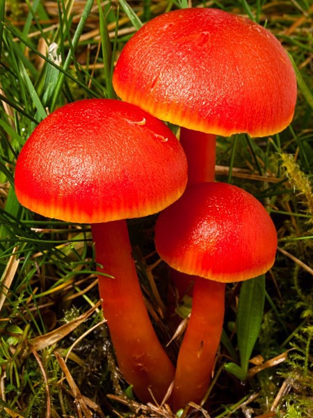 Scarlet Waxcap mushrooms, photographed by Roger Butterfield.