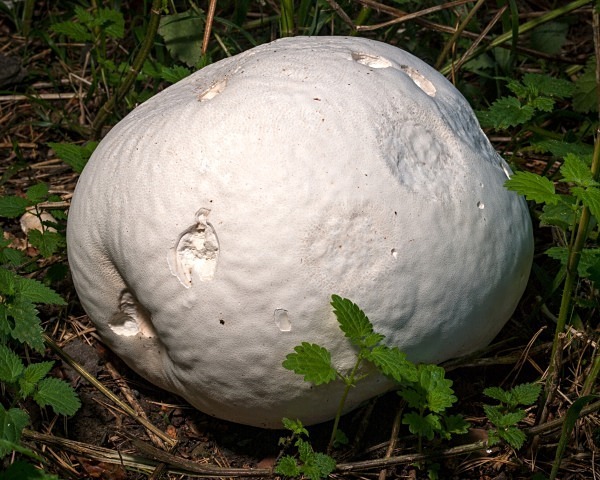 Giant Puffball fungus, photographed by Roger Butterfield.