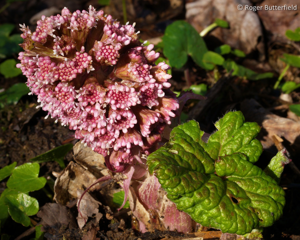 Butterbur photographed by Roger Butterfield