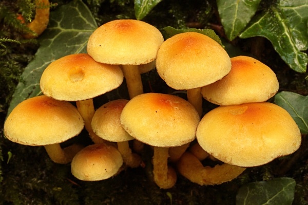 Sulphur Tuft mushrooms, photographed by Roger Butterfield.